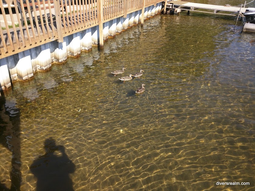 Ducks near the dock