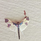 Crambid Moth