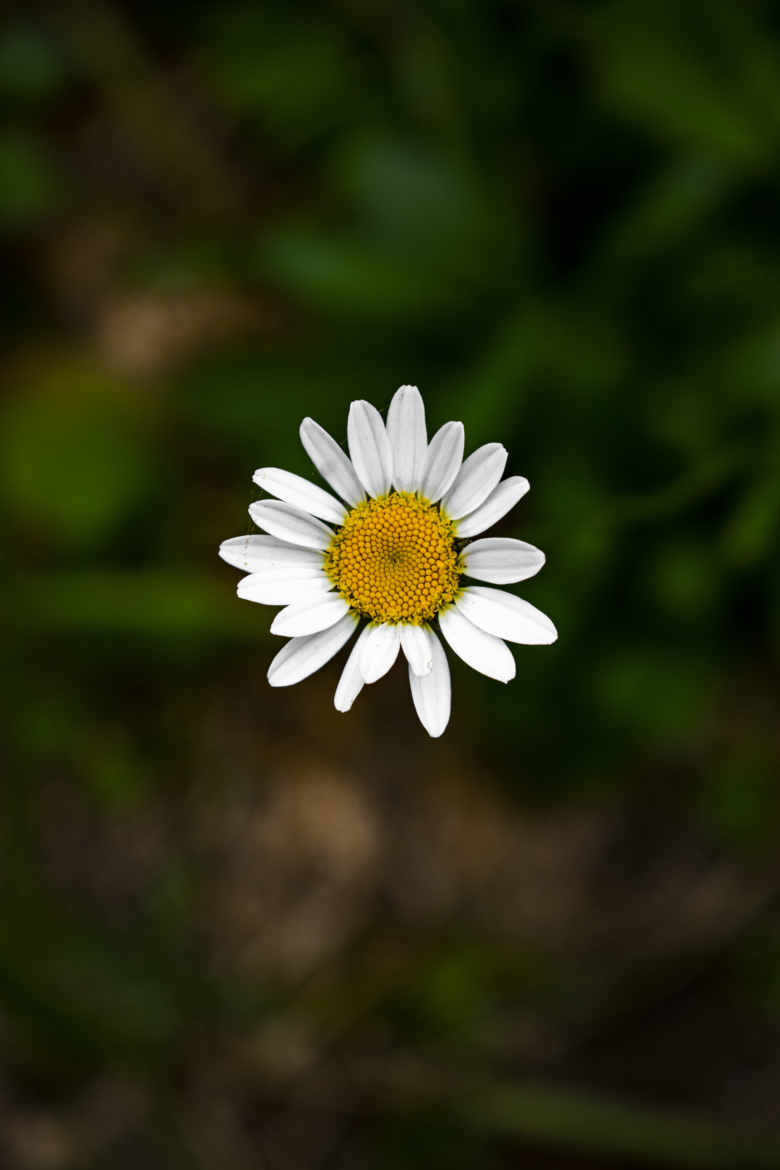 piccolo fiore di attilio_corso