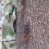 White-throated woodcreeper