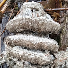 Bald-faced hornet nest