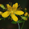 Slender St. Johns Wort