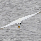 Little Egret