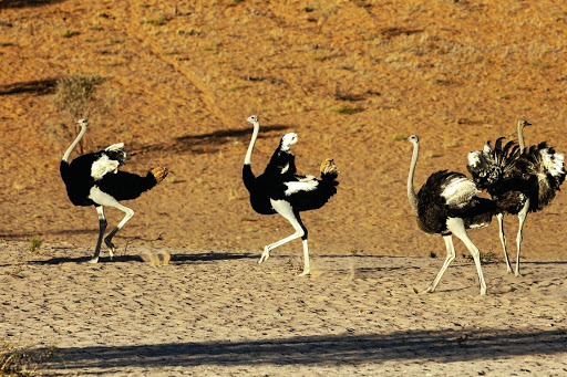 Kieliekrankie Kgalagadi Transfrontier Park.