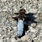 Broad-bodied chaser