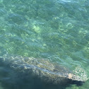 Manatee