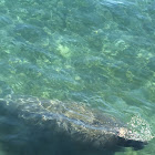 Manatee