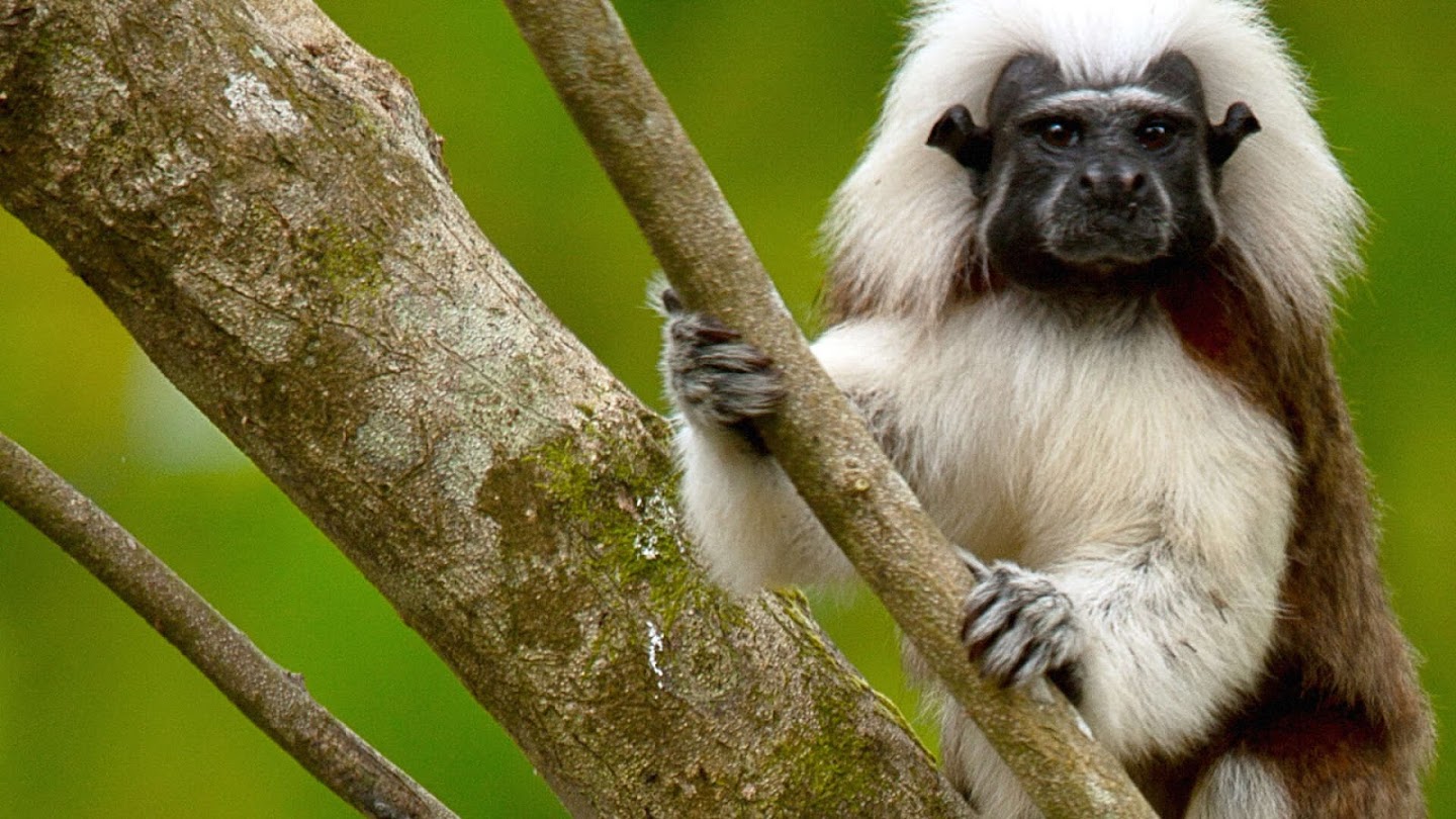 Watch Into the Wild Colombia live