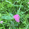 Red Clover