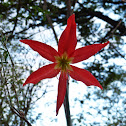 Barbados Lily