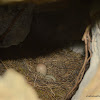 blue whistling thrush