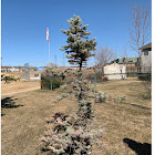 Colorado Spruce