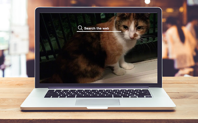 Calico Cats HD Wallpapers Pet Theme