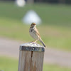 Savannah sparrow