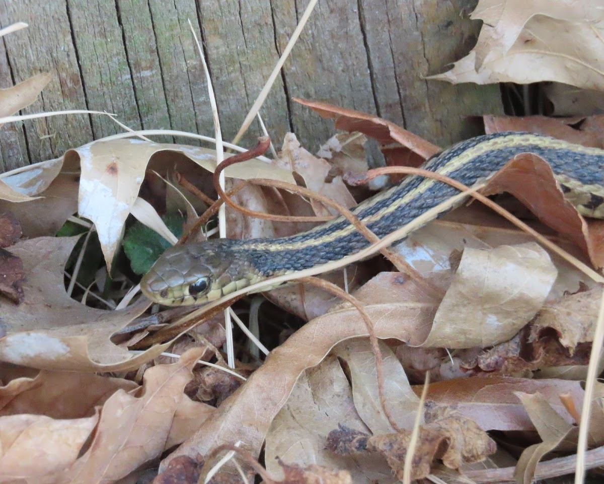 Common Garter Snake