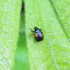 Oak Leafrolling Weevil