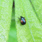 Oak Leafrolling Weevil