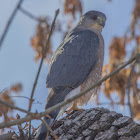 Cooper's Hawk