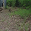 Canadian Goose Goslings