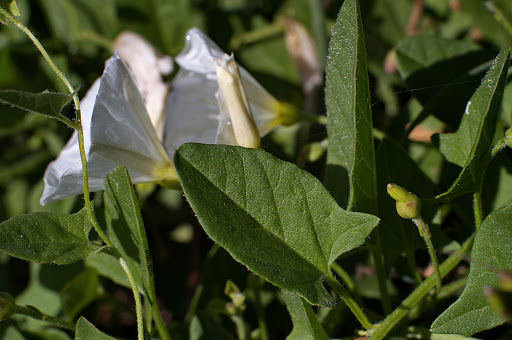 Convolvulus arvensis