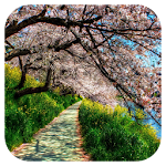 Spring Live Wallpaper Apk