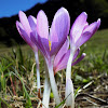 Autumn crocus