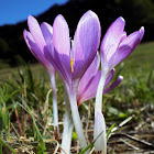 Autumn crocus