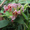 Common Groundnut