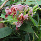 Common Groundnut