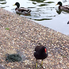 Moorhen