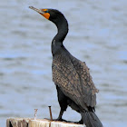 Double-crested Cormorant