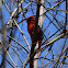 Northern Cardinal