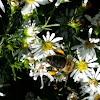 Western honey bee and Daisies