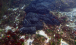 【影音】潛水聖地慘遭重油污染：清完綠島要七天，生態復原至少一年