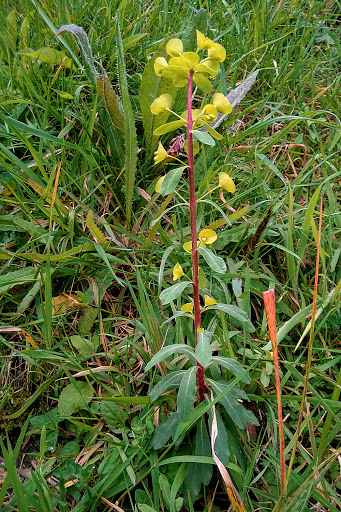 Euphorbia amygdaloides