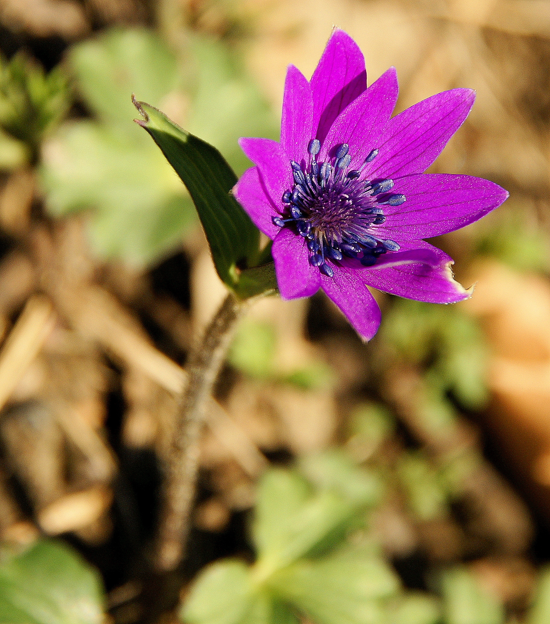 Flower Power di enricavecchi