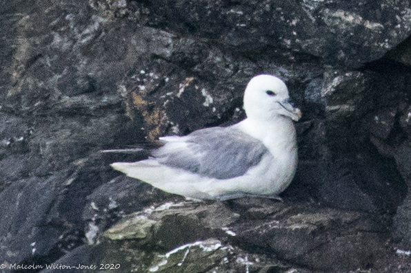 Fulmar