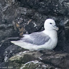 Fulmar