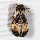 Tortricid Moth