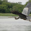 Great blue heron