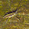 Long Horned Beetle