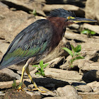 Green heron