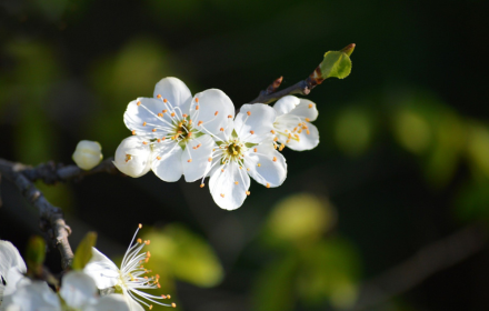 White plum blossoms small promo image