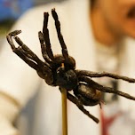 eating a giant tarantula - Backstreet Osaka Tours in Osaka, Japan 