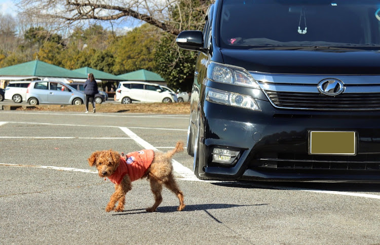 の投稿画像3枚目