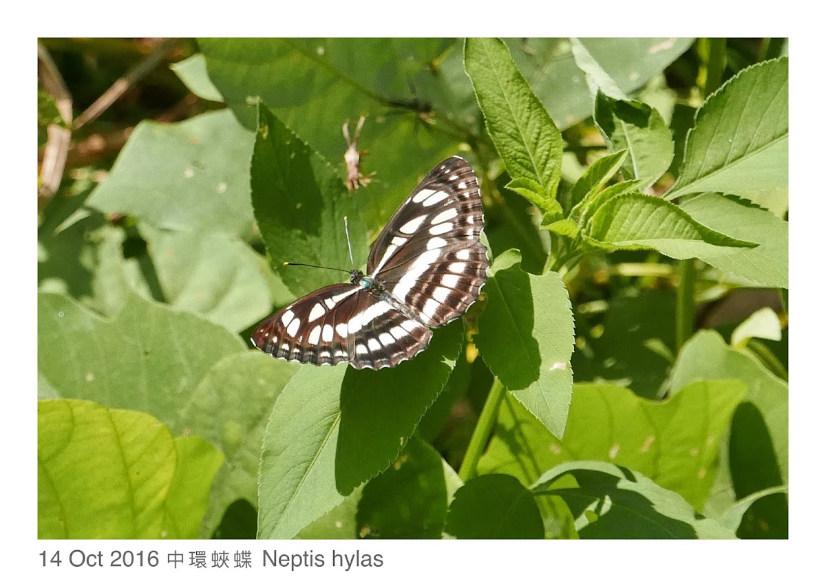 Neptis hylas 中環蛺蝶