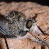 Robber Fly