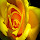 Yellow Flowers Wallpapers for New Tab 