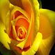 Yellow Flowers Wallpapers for New Tab 