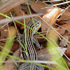 Six-lined Racerunner